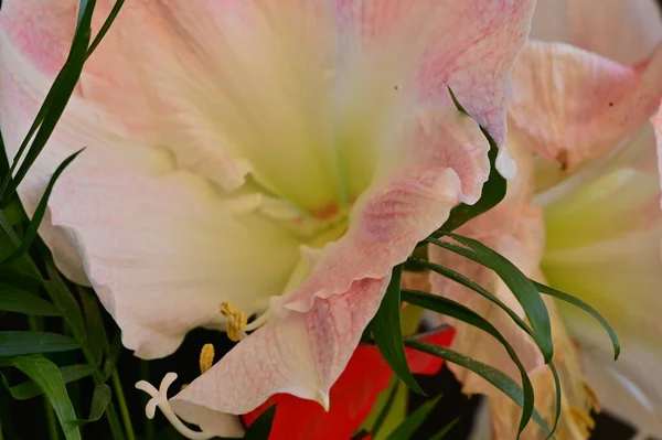 美丽的花朵 花卉构图背景 — 图库照片