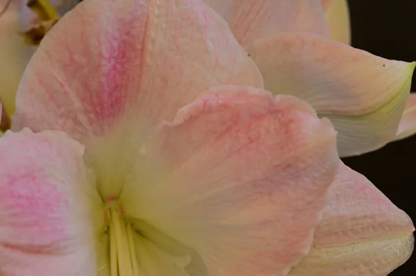 Beautiful Flowers Floral Composition Background — Fotografia de Stock