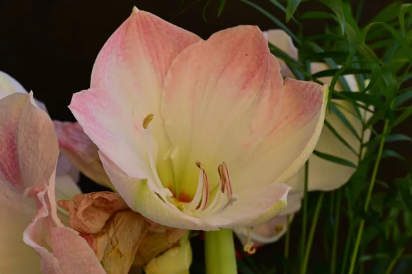 Красиві Квіти Квітковий Фон Композиції — стокове фото