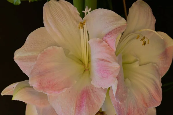 Flores Bonitas Composição Floral Fundo — Fotografia de Stock