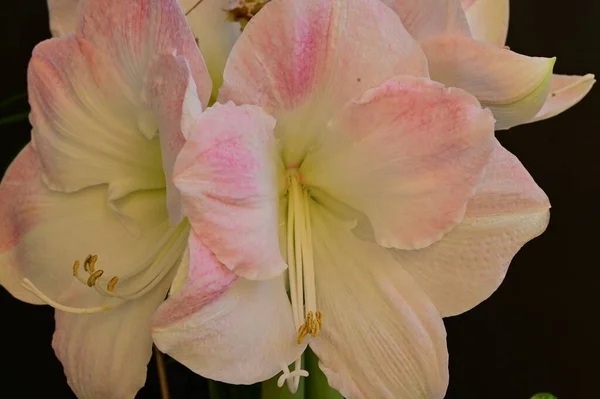 Beautiful Flowers Floral Composition Background — Fotografia de Stock
