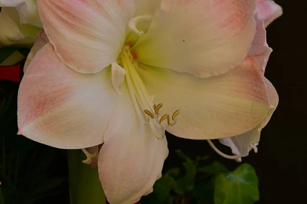 Gyönyörű Liliom Virág Virágos Háttér — Stock Fotó