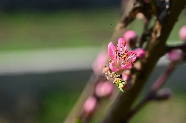Bellissimi Fiori Rosa Primavera Fioritura Sfondo Della Natura — Foto Stock