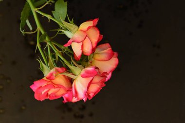 Güzel güller, kapatın.