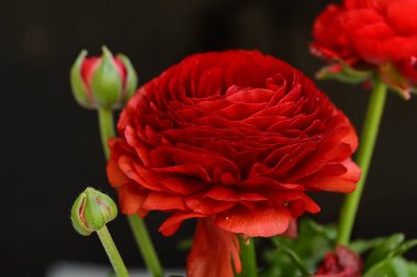 Güzel güller, kapatın.