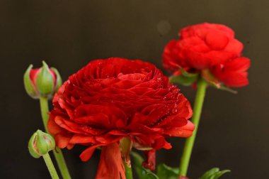 Güzel güller, kapatın.