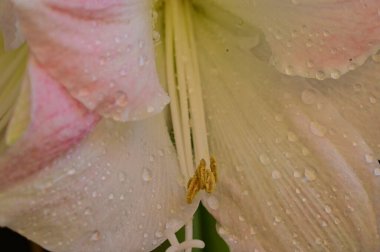 beautiful flowers, floral composition  background 