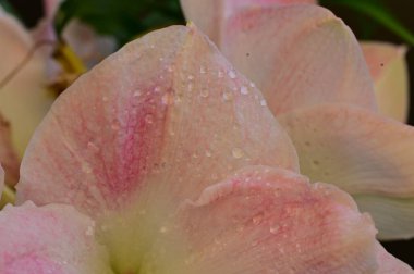 beautiful flowers, floral composition  background 