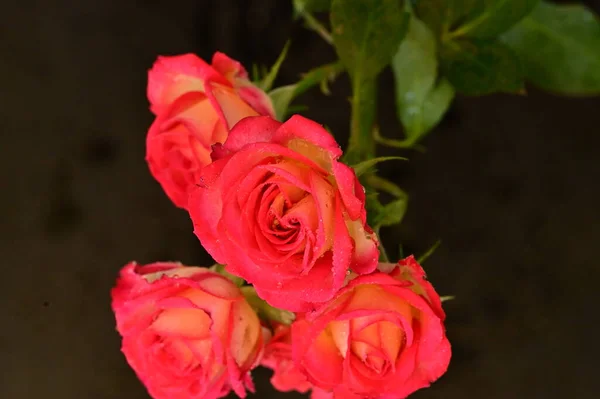 Красиві Троянди Квіти Крупним Планом — стокове фото