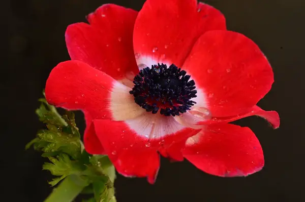 stock image close up of  beautiful  red   flower