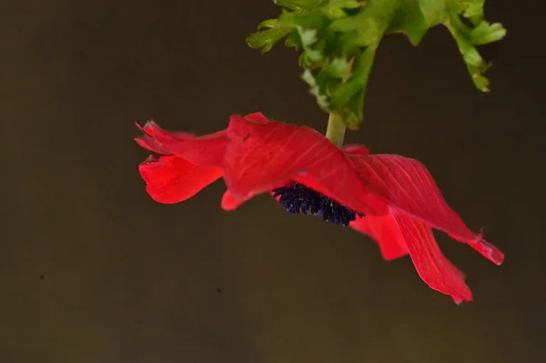 Zbliżenie Piękny Czerwony Kwiat — Zdjęcie stockowe