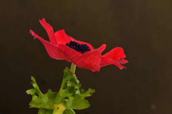 Close Beautiful Red Flower — Stock Photo, Image