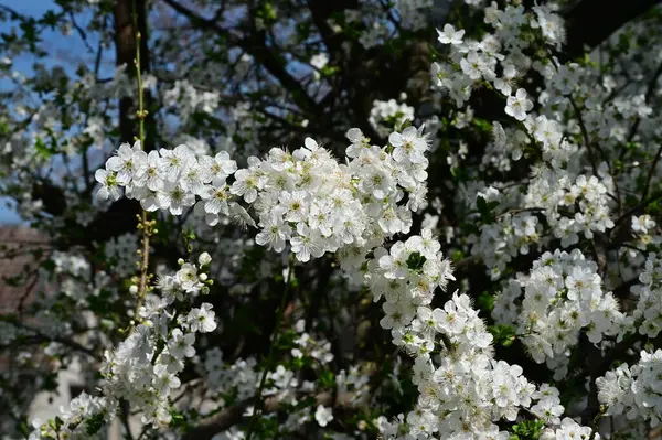 Vackra Blommor Träd Blomma Natur — Stockfoto