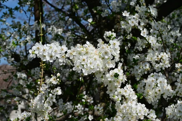 Όμορφα Λουλούδια Άνθη Δέντρων Φύση — Φωτογραφία Αρχείου