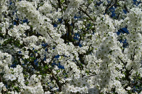 Piękne Kwiaty Kwiat Drzewa Natura — Zdjęcie stockowe