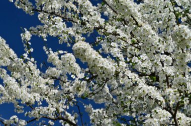 Güzel çiçekler, ağaç çiçeği, doğa.