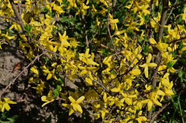 winter jasmine  flowers, close up