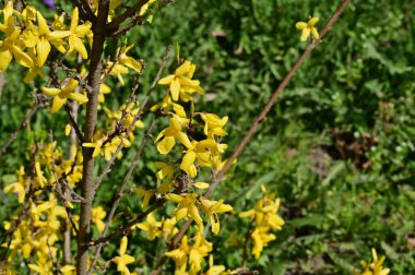 winter jasmine  flowers, close up