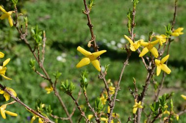 winter jasmine  flowers, close up