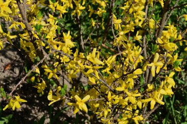 winter jasmine  flowers, close up