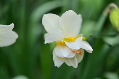 Bahçedeki nergis çiçeği