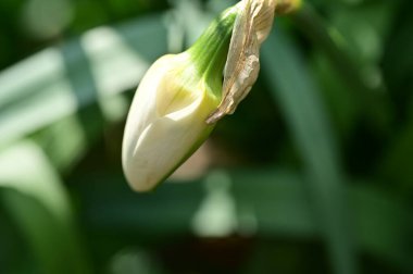 Bahçedeki nergis çiçeği