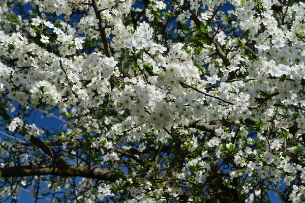 Flores Bonitas Flor Árvore Natureza — Fotografia de Stock