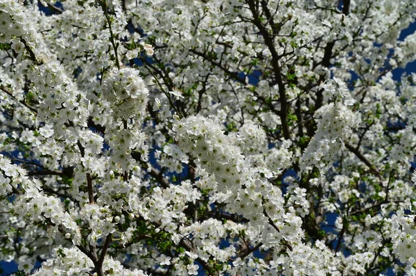 Красиві Квіти Розквіт Дерев Природа — стокове фото