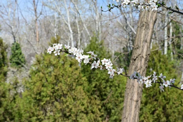 Krásné Květiny Květy Stromů Příroda — Stock fotografie