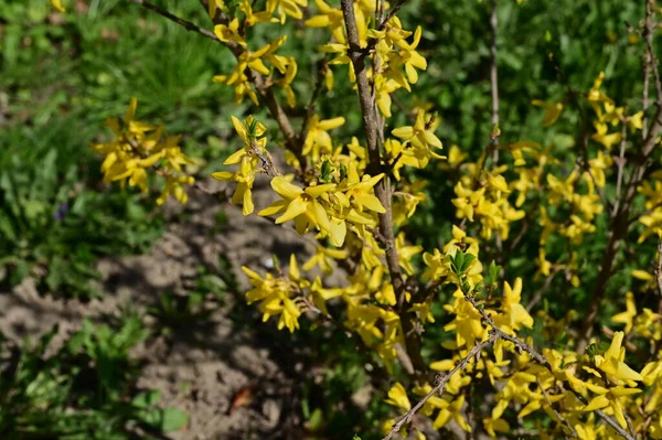 stock image winter jasmine  flowers, close up