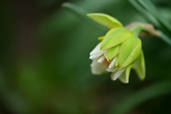 Krásný Narcisový Květ Zahradě — Stock fotografie