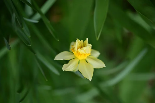 Krásný Narcisový Květ Zahradě — Stock fotografie