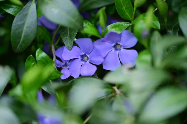 Belles Fleurs Violettes Poussant Dans Jardin Vue Rapprochée — Photo