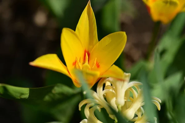 Fleurs Jaunes Dans Jardin Vue Rapprochée — Photo