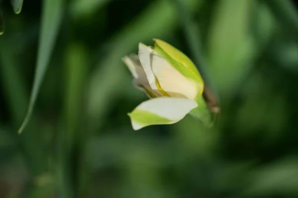 Bahçedeki Nergis Çiçeği — Stok fotoğraf