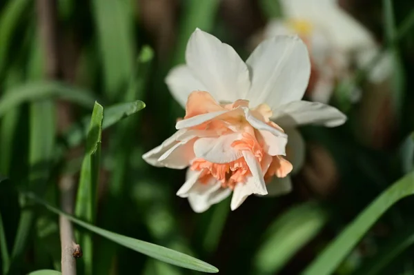 Красивый Цветок Нарцисса Саду — стоковое фото
