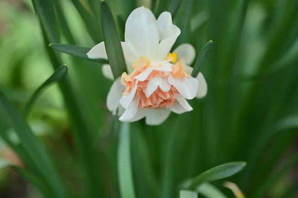 Bahçedeki Nergis Çiçeği — Stok fotoğraf
