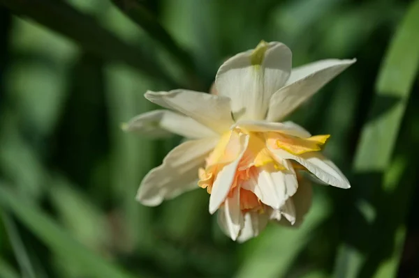 Hermosa Flor Narciso Jardín — Foto de Stock