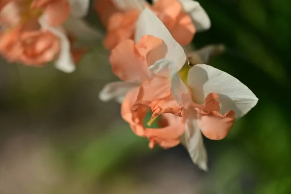 Gyönyörű Nárcisz Virágok Kertben — Stock Fotó