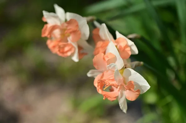 Lindas Flores Narciso Jardim — Fotografia de Stock