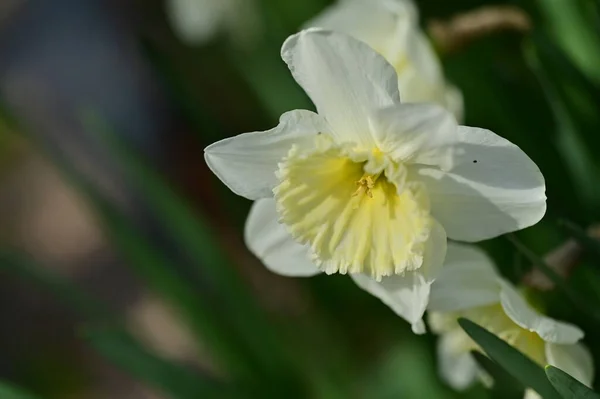 Красивый Цветок Нарцисса Саду — стоковое фото