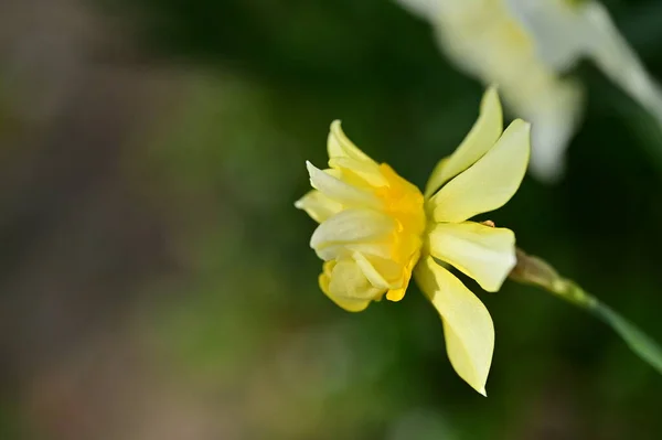 Kaunis Daffodil Kukka Puutarhassa — kuvapankkivalokuva