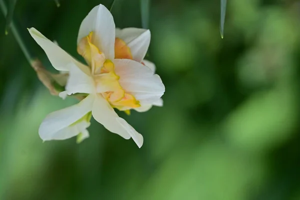 Schöne Narzissenblüte Garten — Stockfoto