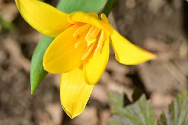 Gelbe Blumen Garten Nahsicht — Stockfoto