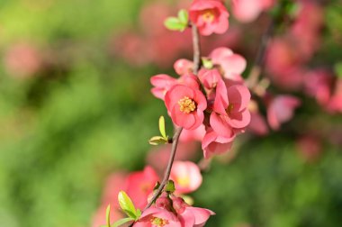Güzel çiçekler, ağaç çiçeği, doğa.