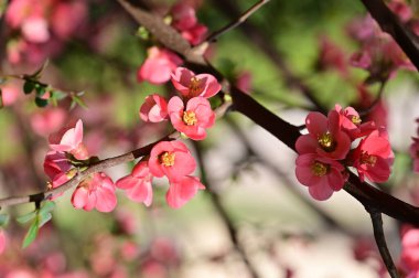 Güzel çiçekler, ağaç çiçeği, doğa.