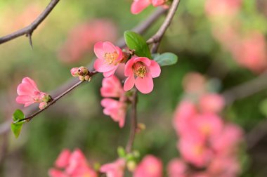 Güzel çiçekler, ağaç çiçeği, doğa.