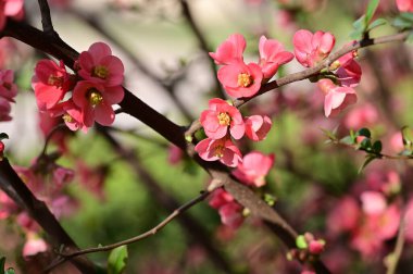 Güzel çiçekler, ağaç çiçeği, doğa.