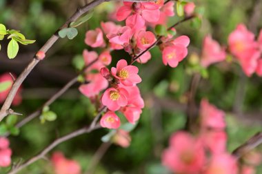 Güzel çiçekler, ağaç çiçeği, doğa.