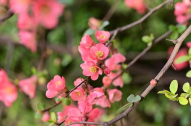 Güzel çiçekler, ağaç çiçeği, doğa.